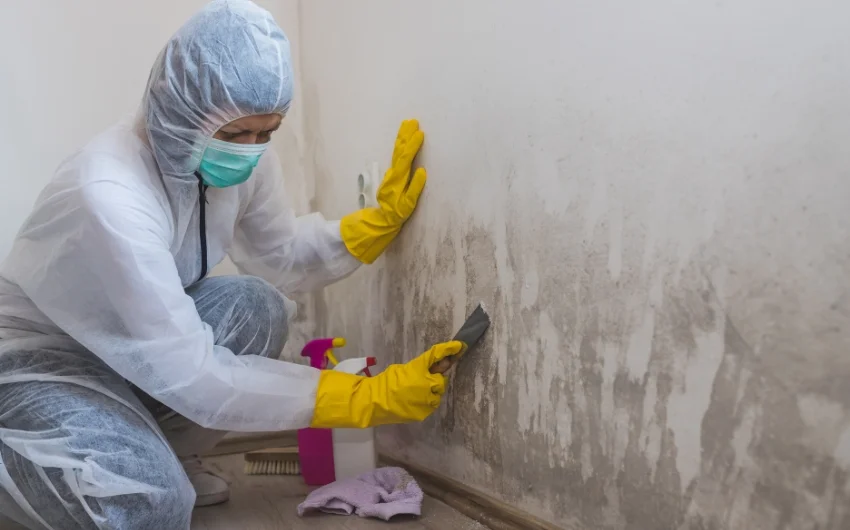 mold remedation service image